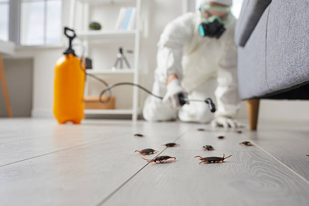 Affordable Termite Control solutions in Mount Olive, NC